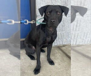 Mutt Dogs for adoption in Woodbury, NY, USA