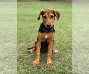 Mutt Dogs for adoption in PIPE CREEK, TX, USA