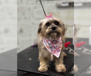 Shih Tzu-Unknown Mix Dogs for adoption in Greenville, SC, USA
