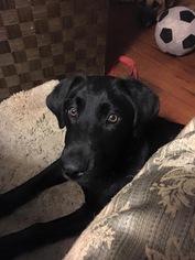 Labrador Retriever Dogs for adoption in Lithia, FL, USA