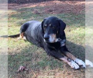 Rottweiler Dogs for adoption in Helena, AL, USA