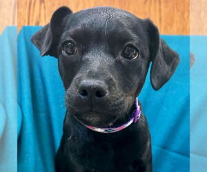 Mutt Dogs for adoption in Jefferson, WI, USA