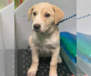 Golden Labrador Dogs for adoption in Phoenix , AZ, USA