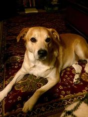 Golden Labrador Dogs for adoption in Little Rock, AR, USA