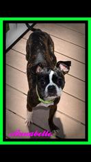 Boston Terrier Dogs for adoption in Rustburg, VA, USA