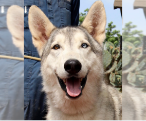 Border Collie-Huskies  Mix Dogs for adoption in Von Ormy, TX, USA