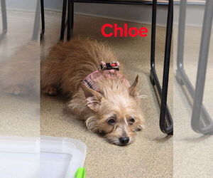 Mutt Dogs for adoption in Sayreville, NJ, NJ, USA