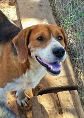Beagle Dogs for adoption in Edmond, OK, USA