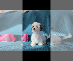 Cock-A-Tzu Dogs for adoption in Sioux Falls, SD, USA