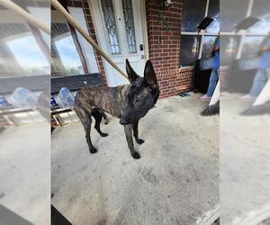 Mutt Dogs for adoption in San Antonio, TX, USA