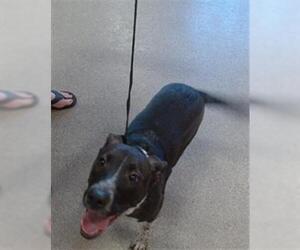 Mutt Dogs for adoption in Louisville, KY, USA