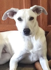 Medium Photo #1 Labrador Retriever-Unknown Mix Puppy For Sale in Pembroke, GA, USA