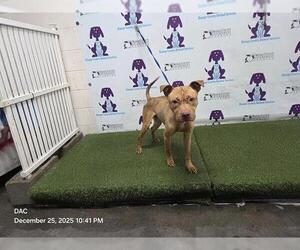 Mutt Dogs for adoption in Orlando, FL, USA