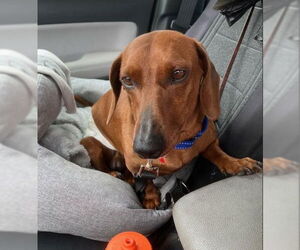 Dachshund Dogs for adoption in San Diego, CA, USA