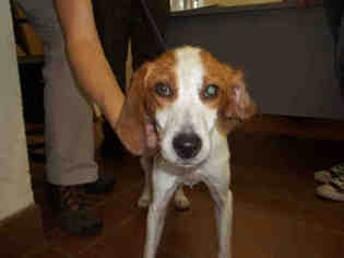 American Foxhound Dogs for adoption in Waynesville, NC, USA
