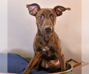 Australian Kelpie-Plott Hound Mix Dogs for adoption in Sheridan, CO, USA