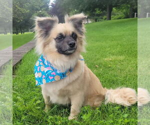 Medium Photo #1 Cairanian Puppy For Sale in Lewistown, PA, USA