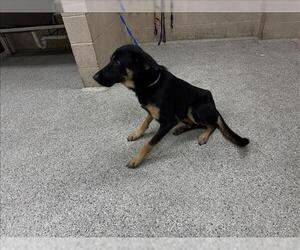 German Shepherd Dog-Unknown Mix Dogs for adoption in Conroe, TX, USA