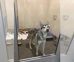 Siberian Husky-Unknown Mix Dogs for adoption in Berkeley , CA, USA