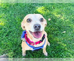 Chihuahua Dogs for adoption in San Clemente, CA, USA