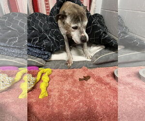 American Pit Bull Terrier-Unknown Mix Dogs for adoption in Kewanee, IL, USA