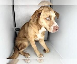 Shepradors Dogs for adoption in Houston, TX, USA