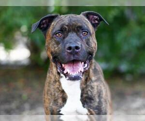 Staffordshire Bull Terrier-Unknown Mix Dogs for adoption in Tavares, FL, USA