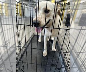 Labrador Retriever-Unknown Mix Dogs for adoption in Las Vegas, NV, USA