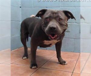 American Pit Bull Terrier-Unknown Mix Dogs for adoption in Downey, CA, USA
