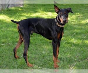 Doberman Pinscher Dogs for adoption in West Valley, UT, USA