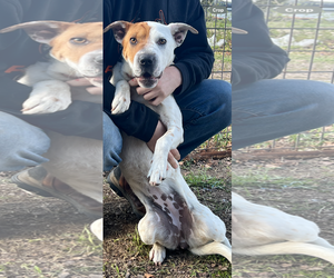 Red Heeler-Rottweiler Mix Dogs for adoption in Westwood, NJ, USA