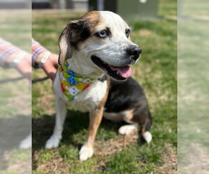 Beagle-Unknown Mix Dogs for adoption in Warrenton, VA, USA