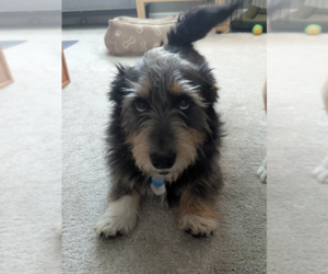 Pembroke Welsh Corgi-Unknown Mix Dogs for adoption in Plymouth, MN, USA
