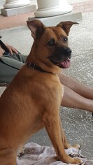 Medium Photo #1 Labrador Retriever-Unknown Mix Puppy For Sale in Decatur, GA, USA