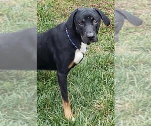 Shepweiller Dogs for adoption in Batavia, OH, USA