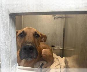 Black Mouth Cur Dogs for adoption in San Antonio, TX, USA
