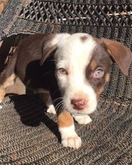 Border-Aussie Dogs for adoption in Pleasanton, CA, USA