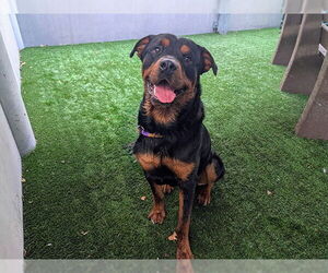 Rottweiler Dogs for adoption in Pasadena, CA, USA