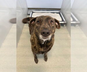 Plott Hound-Unknown Mix Dogs for adoption in Fayetteville, NC, USA