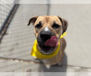 American Pit Bull Terrier-Unknown Mix Dogs for adoption in Tulsa, OK, USA
