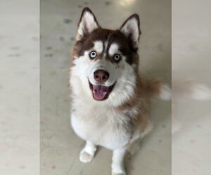Siberian Husky-Unknown Mix Dogs for adoption in Santa Cruz, CA, USA