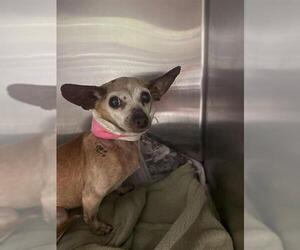 Chihuahua-Unknown Mix Dogs for adoption in San Antonio, TX, USA