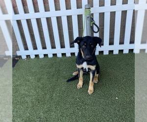 German Shepherd Dog Dogs for adoption in Modesto, CA, USA