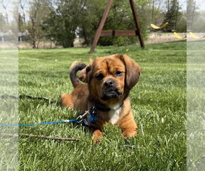 Pug-Unknown Mix Dogs for adoption in Plainfield, IL, USA