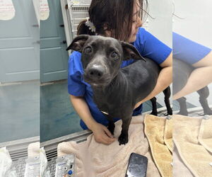 Labrador Retriever-Pembroke Welsh Corgi Mix Dogs for adoption in Chico, CA, USA