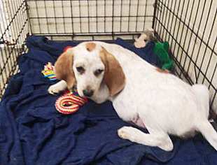 Treeing Walker Coonhound-Unknown Mix Dogs for adoption in Woodbridge, VA, USA