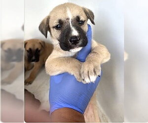 Black Mouth Cur Dogs for adoption in Houston, TX, USA