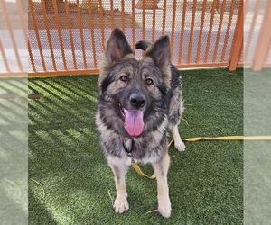 German Shepherd Dog-Unknown Mix Dogs for adoption in Las Vegas, NV, USA
