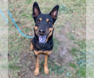 Beauceron Dogs for adoption in Long Beach, CA, USA