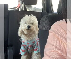 Shih-Poo Dogs for adoption in Oak Bluffs, MA, USA